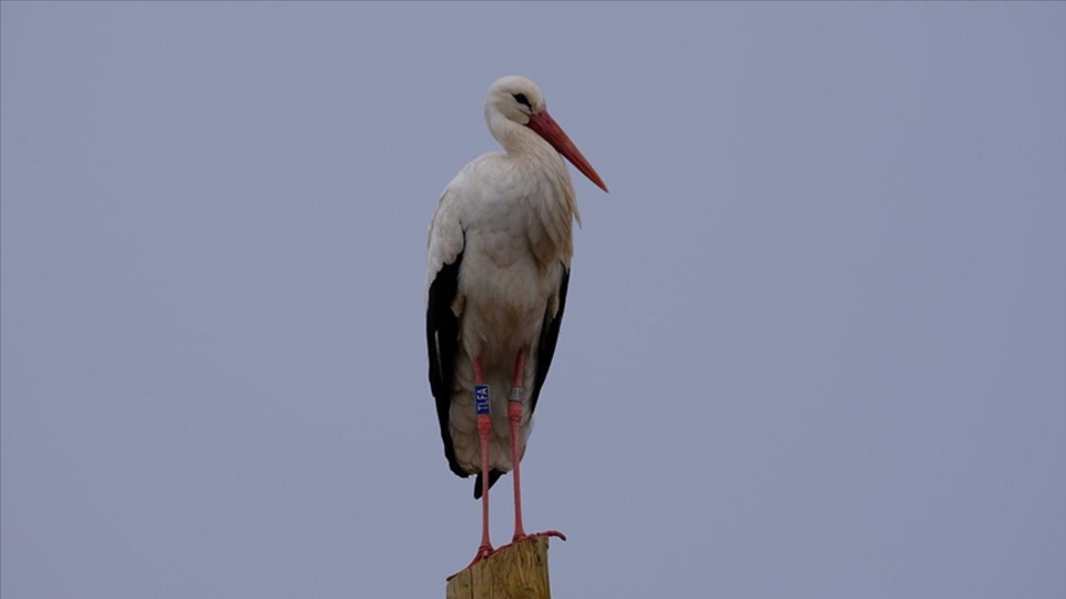 Afrika'dan 3 yıl sonra geri döndü