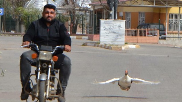 Kesmek için aldığı kaz, peşinden ayrılmıyor
