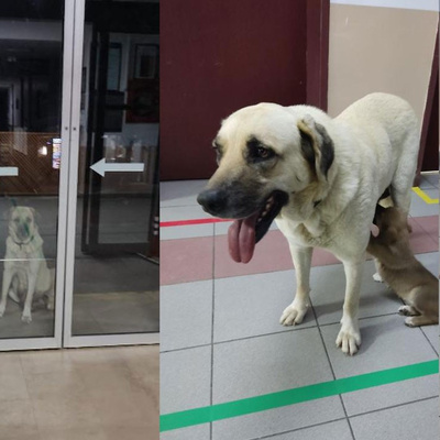 Anne yüreği... Yavrusunun peşini bırakmadı