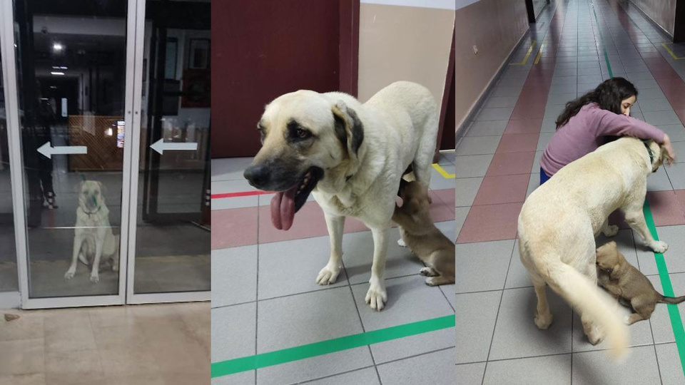 Anne yüreği... Yavrusunun peşini bırakmadı