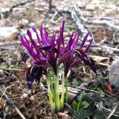 Tek bir alanda yetişiyor... Koparana büyük ceza
