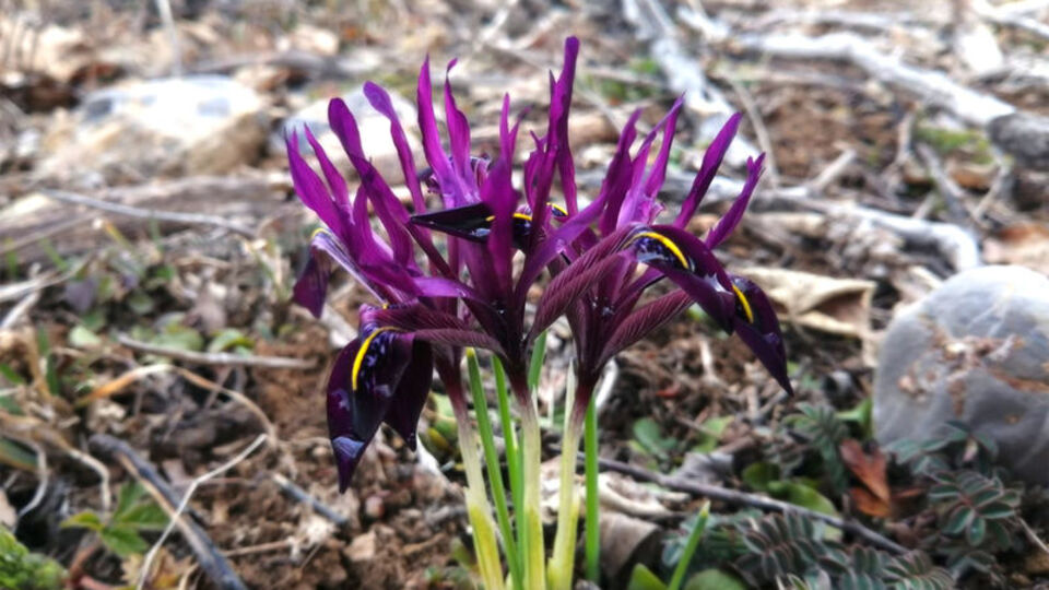 Tek bir alanda yetişiyor... Koparana büyük ceza