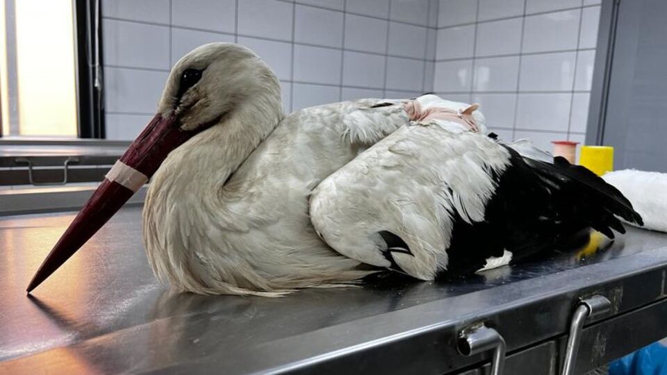 'Bahar leylek' için kritik süreç