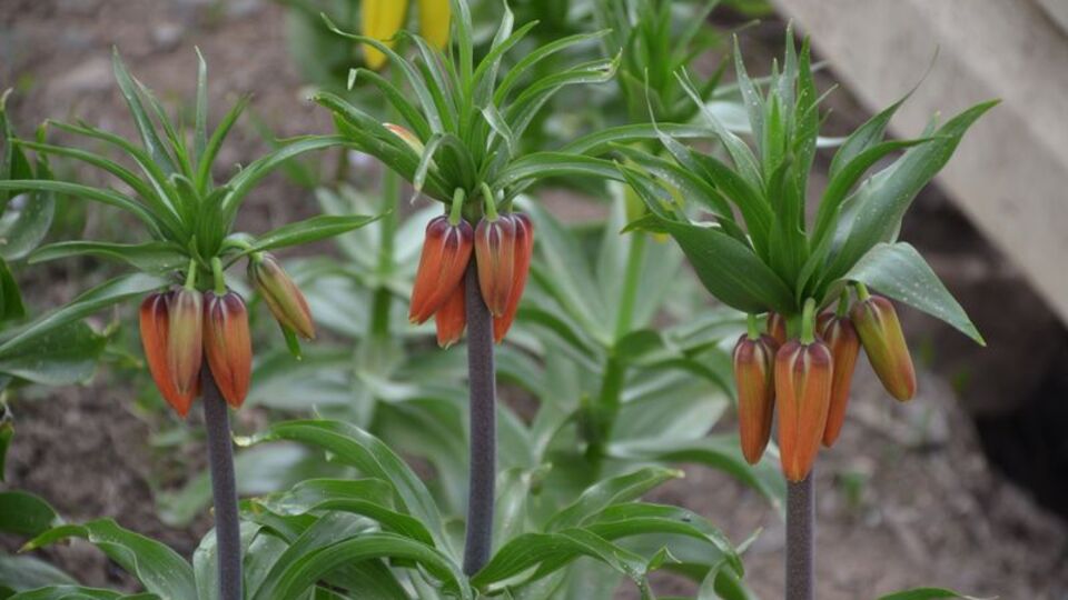 Koparana 70 bin lira ceza!