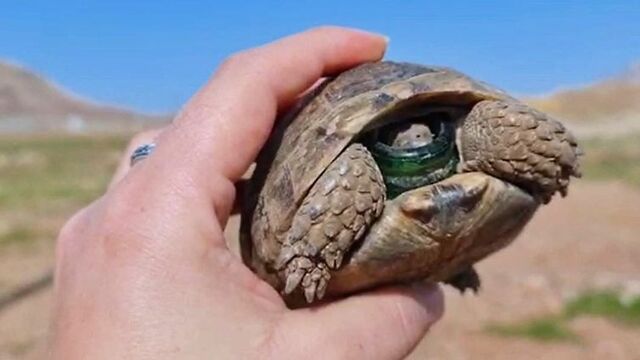 Şişeye başı sıkışan kaplumbağayı böyle kurtardı
