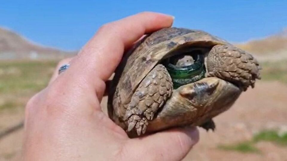 Şişeye başı sıkışan kaplumbağayı böyle kurtardı