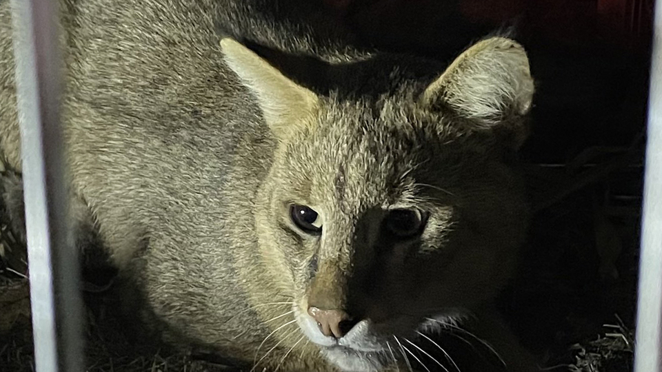Takibe alınmaya başlandı... Türkiye'de ikinci