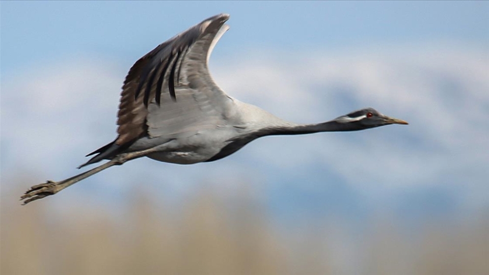 Van'da telli turna görüntülendi