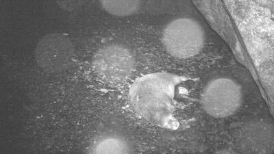 Kırmızı listede! İlk kez böyle görüntülendi