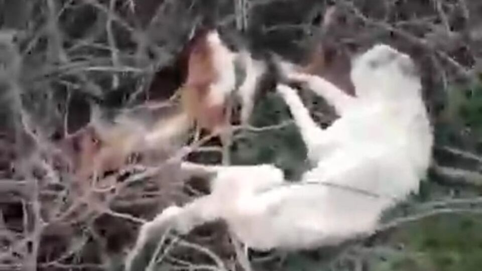 Sakarya'da vicdanları sızlatan olay!