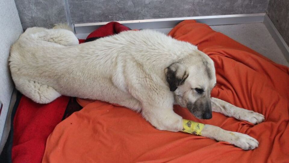 Bir ay içinde köpekleri 6 kez zehirlediler