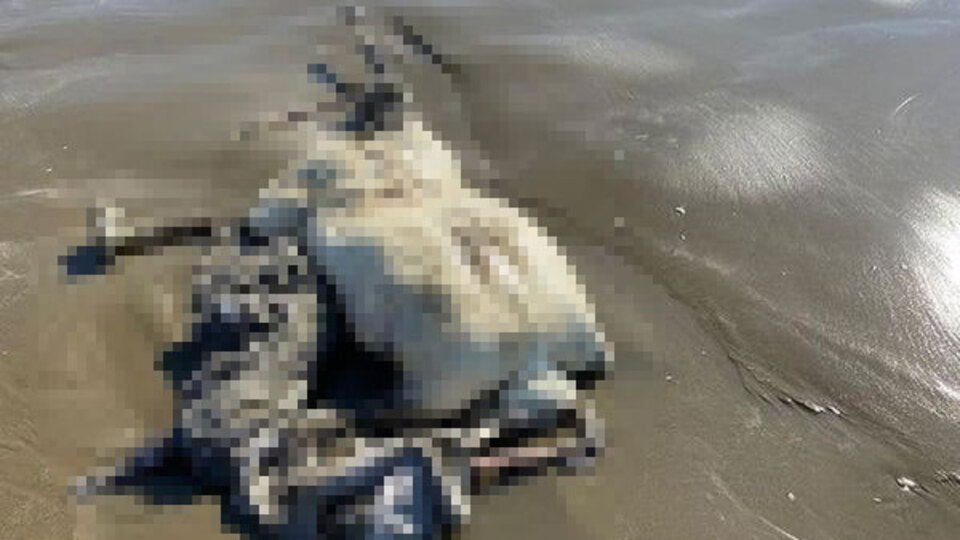 Balık avına gittiler! Görenler şoke oldu!