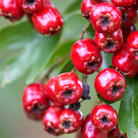 Alıç meyvesinin faydaları