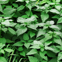 Isırgan otunun faydaları