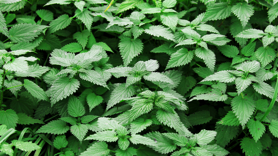 Isırgan otunun faydaları