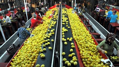 Yaş meyve sebze ihracatı 750 milyon doları aştı