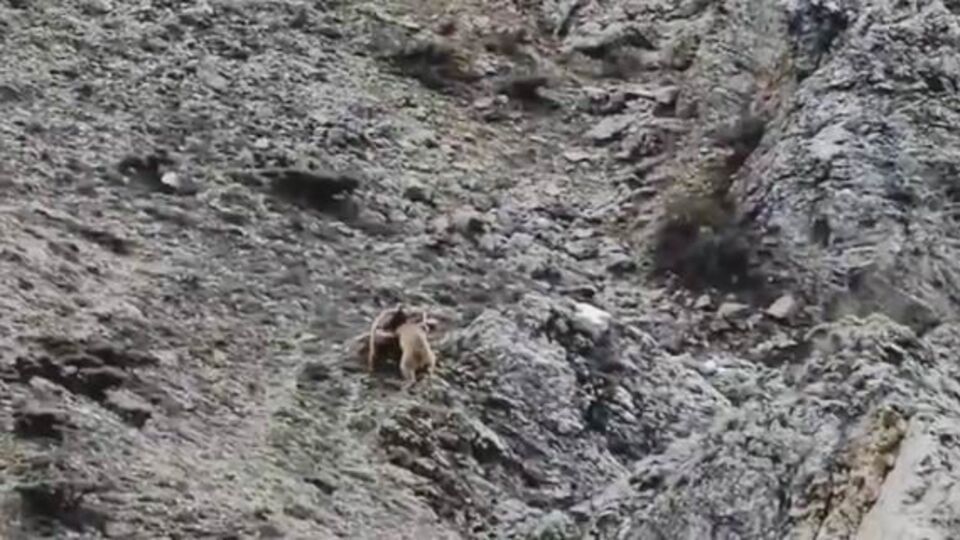 Oyun oynayan yavru ayılar kamerada