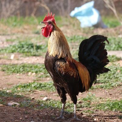 Dünya basınına konu olmuştu! Acı kaybımız!