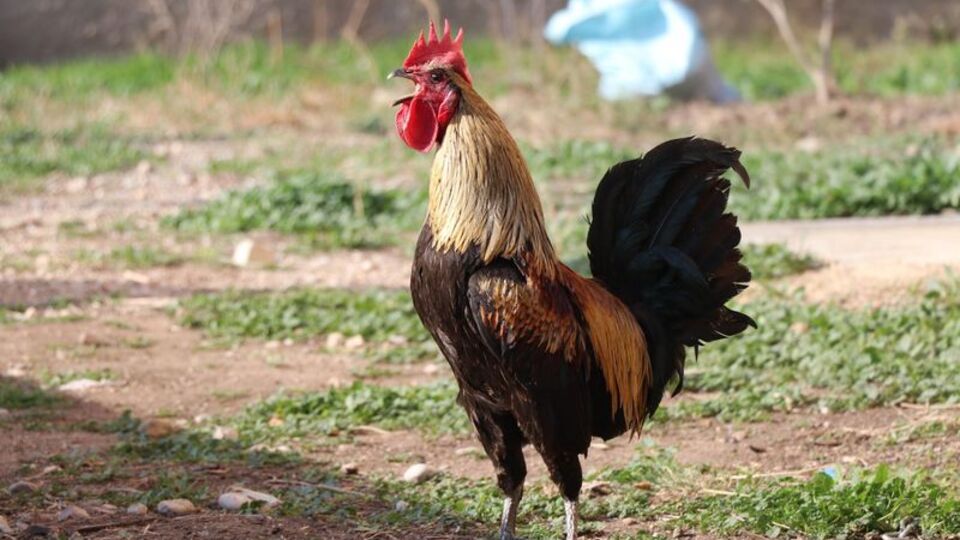 Dünya basınına konu olmuştu! Acı kaybımız!