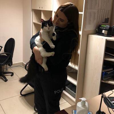 Kargoda kaybolan kediden sevindiren haber!