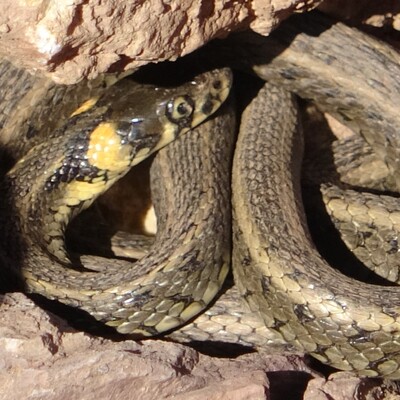 Brezilya'nın 'Yılan Adası' değil Yüksekova