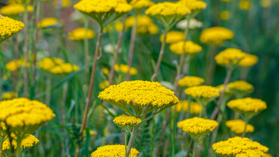 Civan perçemi otunun faydaları