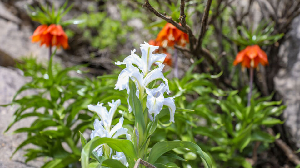 'Makam çiçeği' ve 'ters lale' için özel koruma timi