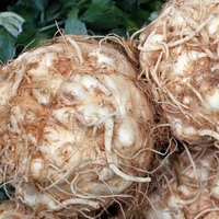 Kerevizin faydaları