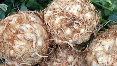 Kerevizin faydaları