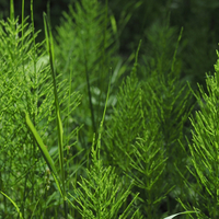 Kırkkilit otunun faydaları