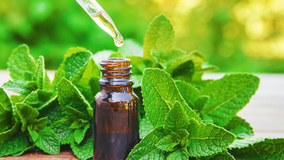 Nane yağının faydaları