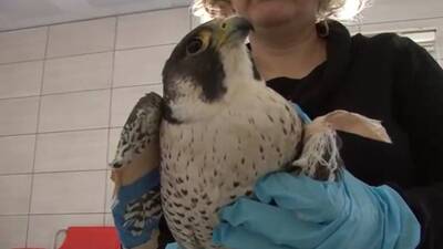 Hareketsiz halde bulundu, tedavi altına alındı