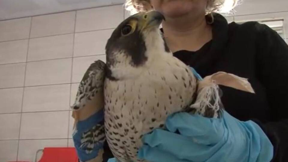 Hareketsiz halde bulundu, tedavi altına alındı