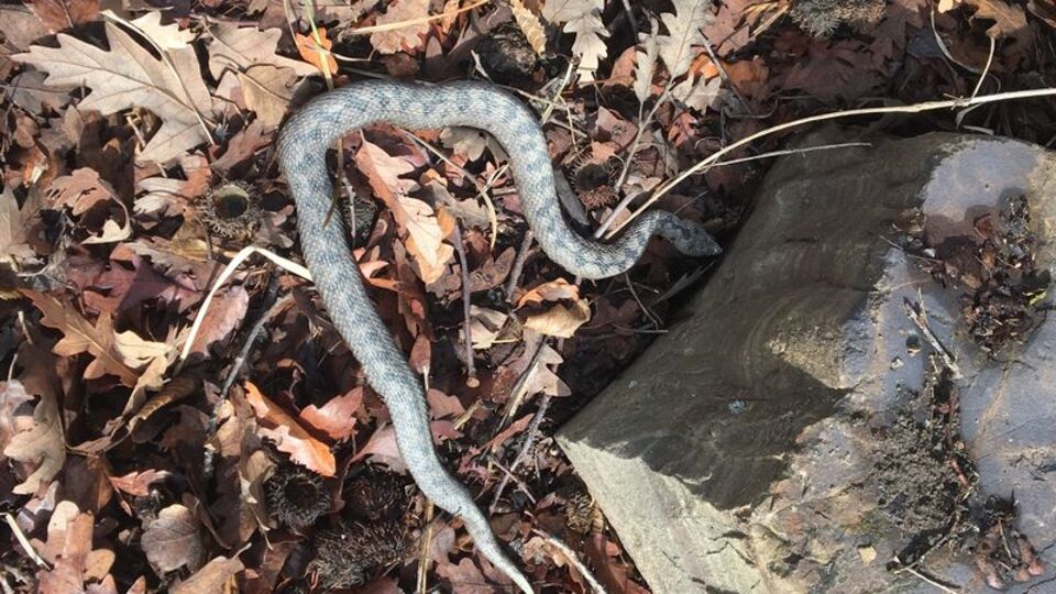 Sivas'ta ortaya çıktı! Gece avlanıyorlar