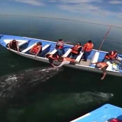 Turist teknesine yaklaştılar... Etkileyici anlar kamerada!