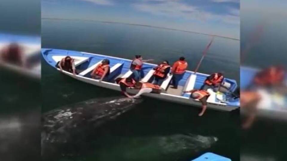 Turist teknesine yaklaştılar... Etkileyici anlar kamerada!