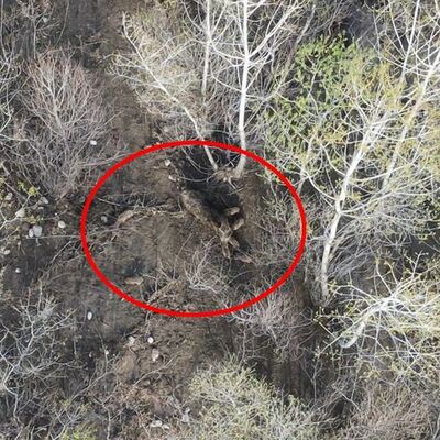 Munzur yükseldi 7 domuz mahsur kaldı