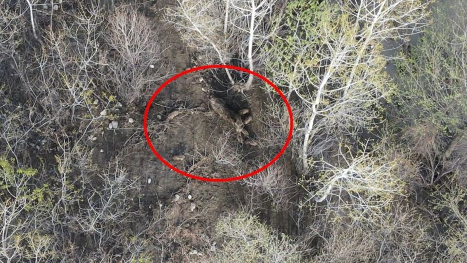 Munzur yükseldi 7 domuz mahsur kaldı