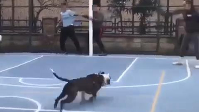 Dehşete düşüren Pitbull şakası! Çocuklar şok geçirdi