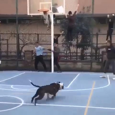 Dehşete düşüren Pitbull şakası! Çocuklar şok geçirdi