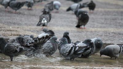 Meteoroloji'den kuvvetli sağanak ve toz uyarısı!