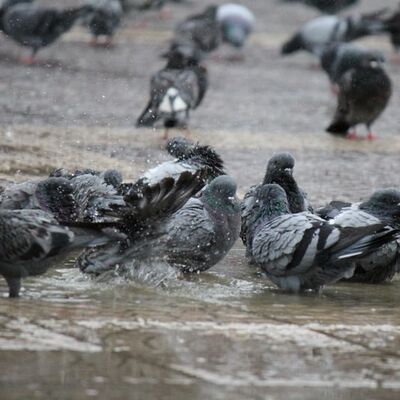 Meteoroloji'den kuvvetli sağanak ve toz uyarısı!