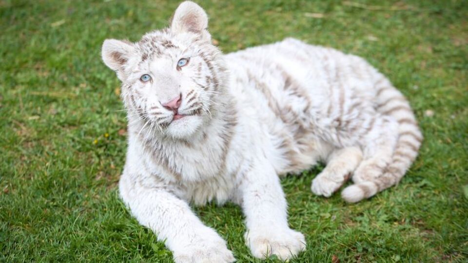 10 bin doğumda bir rastlanıyor... Koruma altında!