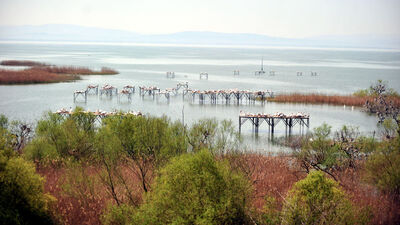 Manyas Kuş Cenneti'nde heyecan