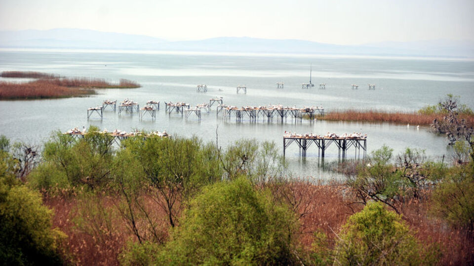 Manyas Kuş Cenneti'nde heyecan