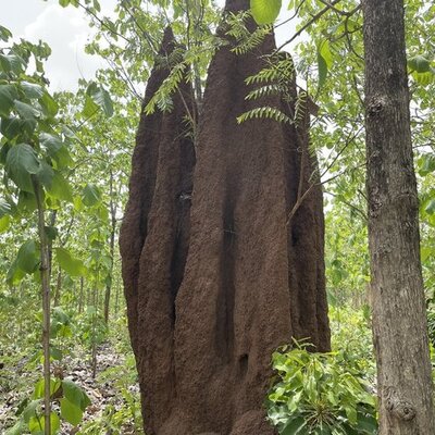 Peribacaları değil... Bakın ne yuvası!