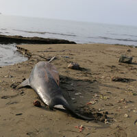Karadeniz'de ölü yunuslar karaya vurdu