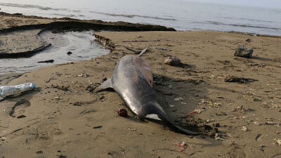 Karadeniz'de ölü yunuslar karaya vurdu
