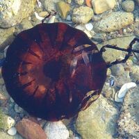 Dikkat! Sakın temas etmeyin! Çanakkale'de görüldü!