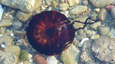 Dikkat! Sakın temas etmeyin! Çanakkale'de görüldü!